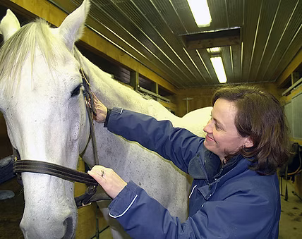 horse1