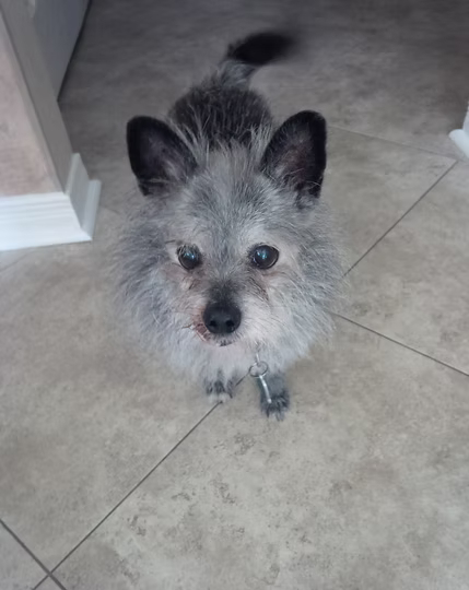 smalldog