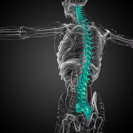 the-spine
